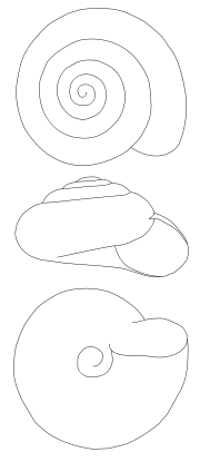 The shell of Zonitoides nitidus has dextral coiling. Upper image: dosrsal view, whorl (apex) position Center image: ventral view Lower image: base or umbilicus position