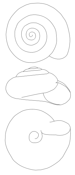 Image:Zonitoides nitidus drawing.svg