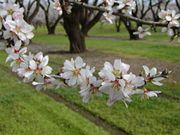 Flowering branch of an almond tree