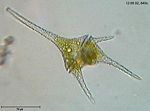Dinoflagellate