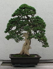 Informal upright style juniper