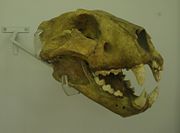 Cave Lion skull