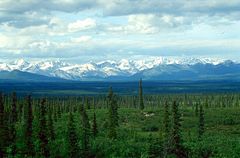 White Spruce taiga, Denali Highway, Alaska Range, Alaska.
