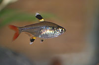 Pristella tetra—Pristella maxillaris.