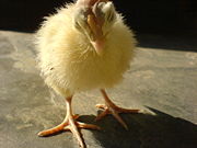 A young turkey