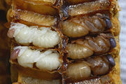 Pupae of drones