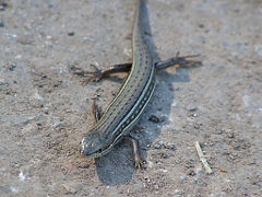 Bridled Mabuya, Mabuya vittata