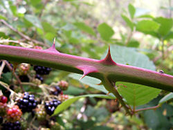 Some plants grow special defense measures such as the spines on a blackberry