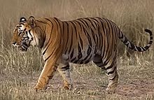 A wild Bengal tiger