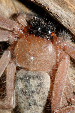The multiple eyes and hairy body of a Huntsman Spider