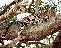 Leopard resting on a tree