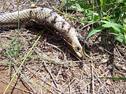 Ants begin the decomposition of a dead snake.
