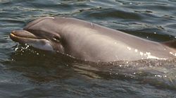 Bottlenose dolphin