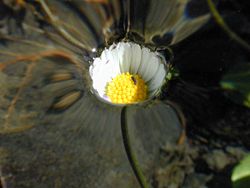 Surface tension prevents this flower from sinking