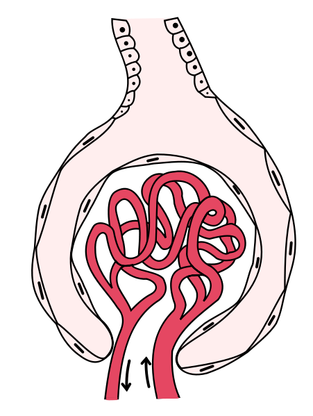 Image:Gray1130.svg