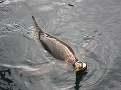 The penguin is an accomplished swimmer, having flippers instead of wings.
