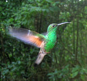 Hummingbird.