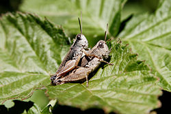 Grasshoppers mating