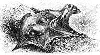 drawing of a colugo
