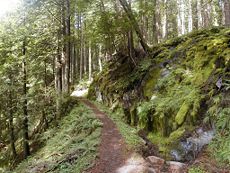 Temperate rain forest in the Mount Hood Wilderness, Oregon, United States. This area, on the west side of the mountain, receives over 2.5 meters of rain per year.