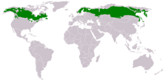 The taiga is found throughout the high northern latitudes, between the tundra, and the steppes.