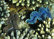 Maxima clam, Tridacna maxima.