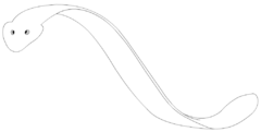 Side view of a flatworm. The flatworm's ribbon-shaped, flattened dorso-ventally body has no true body cavity (coelom) except the gut and thus flatworms are acoelomates.