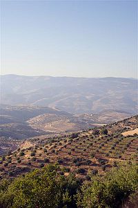The hills of Gilead, where Laban pursued Leah and Jacob's family