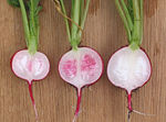 Cut-trough radishes; showing the difference between fresh and degraded radishes