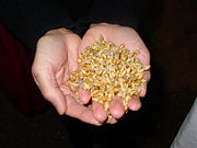 Germinating barley used for malt