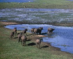 Buffalo in Wetlands