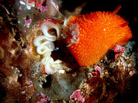 Acanthodoris lutea laying eggs