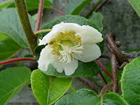 Female flower