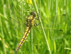 Dragonfly, Orthetrum cancellatum, with wings out to the side while at rest