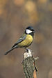 Great Tit, Parus major