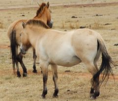Przewalski's horses. The animal on the left shows the dorsal stripe along its spine, the one on the right shows faint horizontal "zebra" striping on the back of its legs by the knee (click image to enlarge), both classic examples of "primitive" dun markings