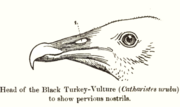 The New World vultures have a pervious nostril.