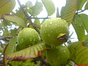 Apple guavas