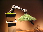 Semi-cascade style larch