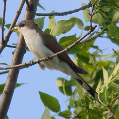 Yellow-billed cuckoo (Coccyzus americanus)