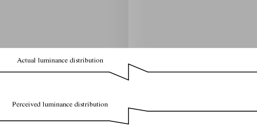 The actual distribution of luminance in the picture, and the typical perception of luminance.