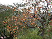 Persimmons in Japan