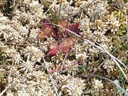 Common sundew in a Sphagnum moss cushion.