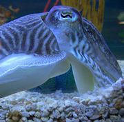 A close up of a cuttlefish eye.