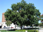 A large Pecan tree in downtown Abilene, Texas.