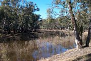 River red gums (Eucalyptus trees) growing along side the Murray River at Echuca, Victoria. This photo is taken only a short distance from the Barmah State Forest, the largest forest of redgum in the world.