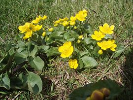 Marsh marigold, very common in the Faroe Islands in May-June