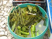 Pickled cucumbers offered by a roadside stand in Lithuania, near Kėdainiai, July 2006.