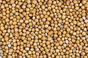 Yellow Mustard seeds
