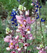 Pink bluebonnets mingling with blue ones.